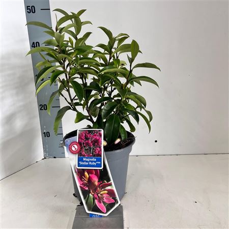 Magnolia Black Tulip