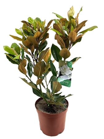 Magnolia Grandi Little Gem