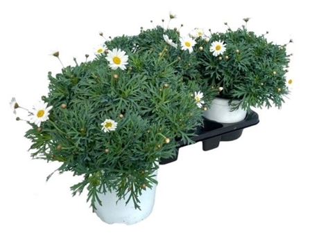 Argyranthemum Frutescens.