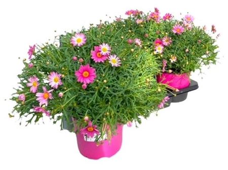 Argyranthemum Frut Pink