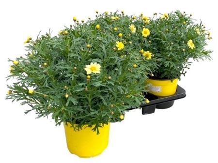 Argyranthemum Frut Yellow