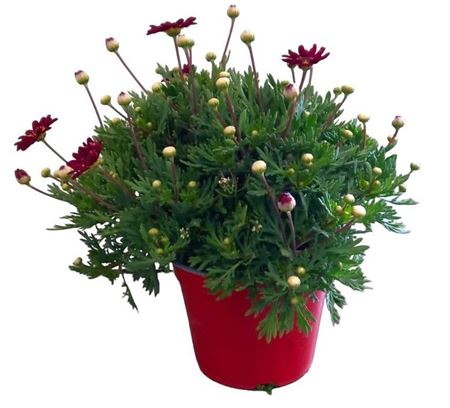 Argyranthemum Frut Red