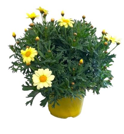 Argyranthemum Frut Yellow