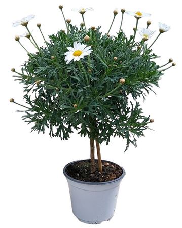 Argyranthemum White On Stem