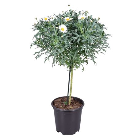 Argyranthemum Frut On Stem