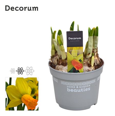 Narcissus Jetfire (decorum)