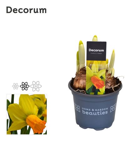 Narcissus Jetfire (decorum)
