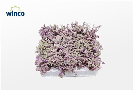 Tradescantia Fluminensis