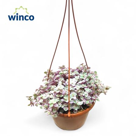 Tradescantia Fluminensis