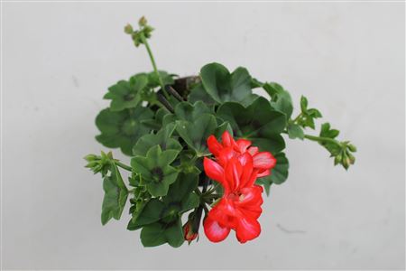 Pelargonium Pelt Lollipop Mariska