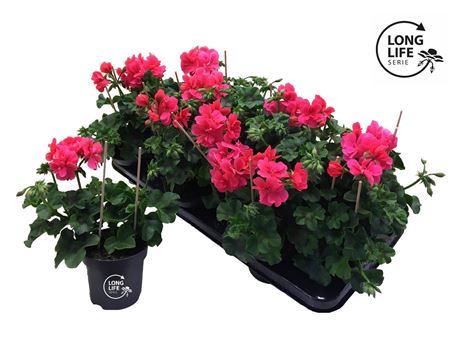 Pelargonium Pelt Double Pink