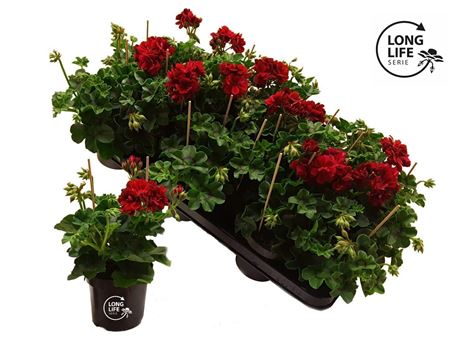 Pelargonium Pelt Double Dark Red (longlife)