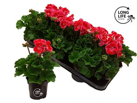 Pelargonium Zon Bicolor Pink