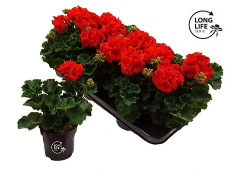 Pelargonium Zon Dark Red