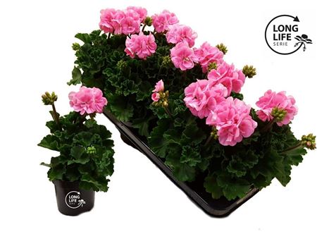 Pelargonium Zon Pink