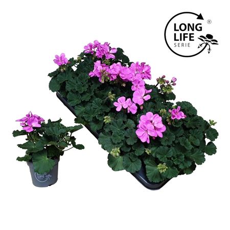 Pelargonium Zon Purple