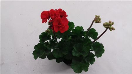 Pelargonium Zon Denise