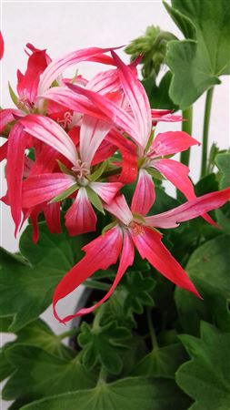 Geranium Fireworks Bicolor