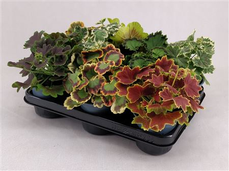 Geranium Mix