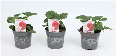 Fragaria Summer Breeze Red
