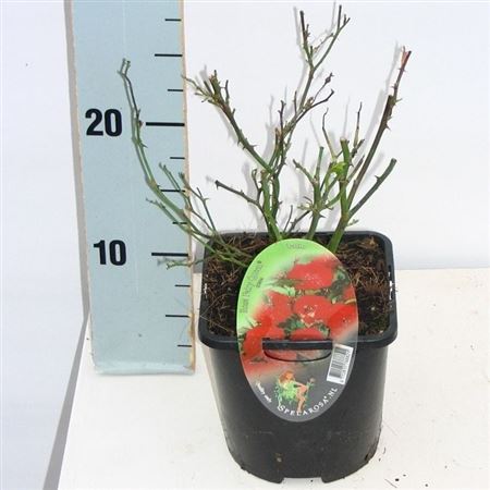 Rosa Patio Fairy King