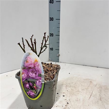 Rosa Patio Bleu For You