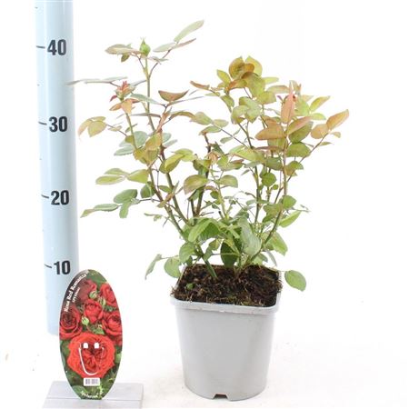 Rosa Red Romanza