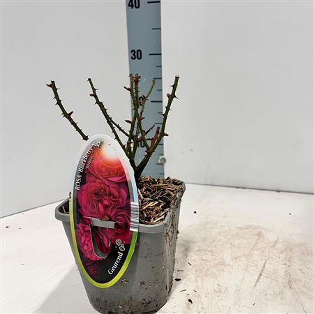 Rosa Patio Blackbarry Nipp