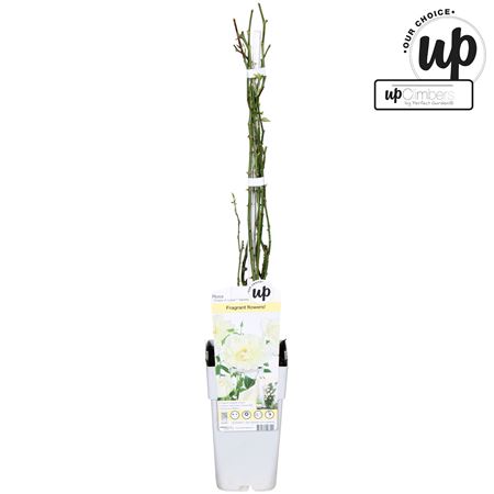 Rosa Climbing Crazy In Love Vanilla