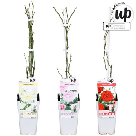 Rosa Climbing Mix (our Choic)