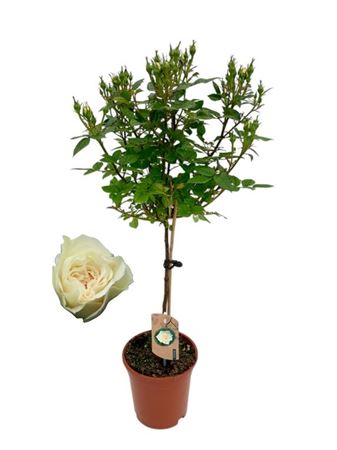 Rosa On Stem White