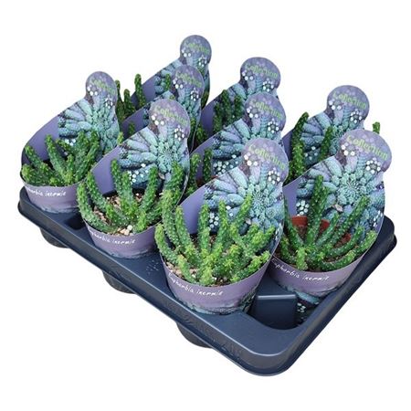 Euphorbia Inermis Potcover