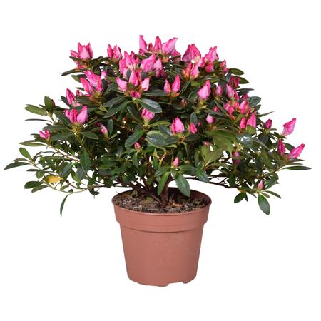 Azalea Panfilia Pink