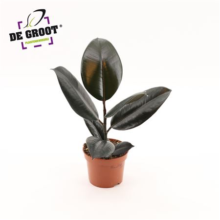 Ficus El Abidjan