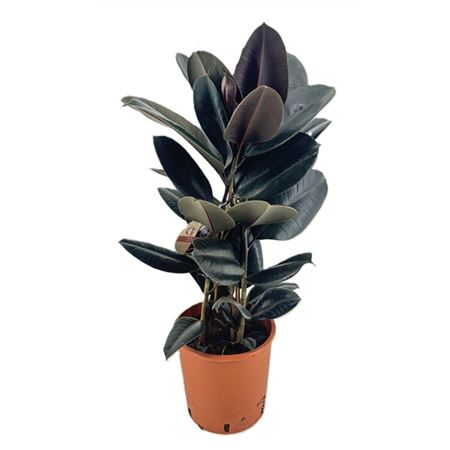 Ficus El Abidjan 3pp