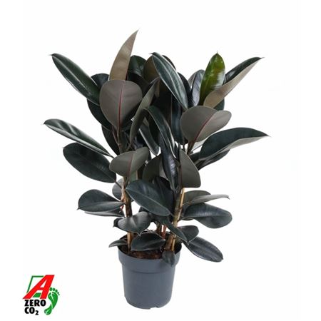 Ficus El Abidjan 3pp