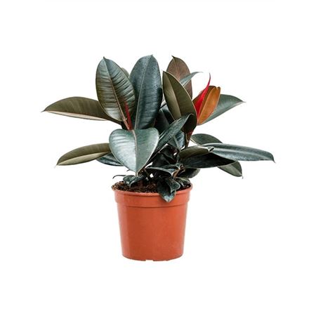 Ficus El Abidjan 3pp