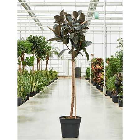 Ficus El Abidjan On Stem
