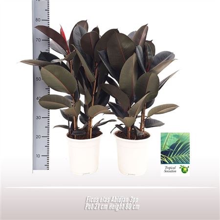 Ficus El Abidjan 3pp