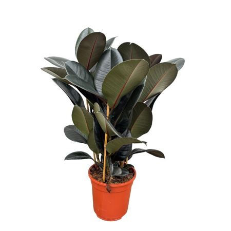 Ficus El Abidjan 3pp