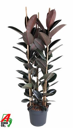 Ficus El Abidjan 3pp