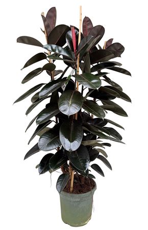 Ficus El Abidjan 3pp