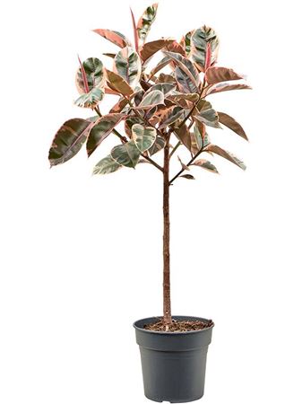 Ficus El Belize On Stem
