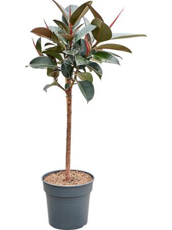 Ficus El Abidjan On Stem