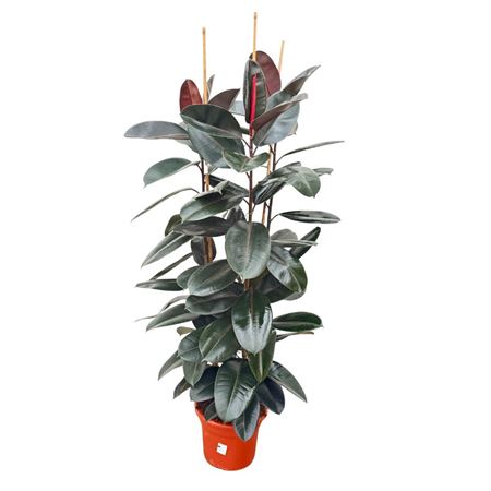 Ficus El Abidjan 3pp