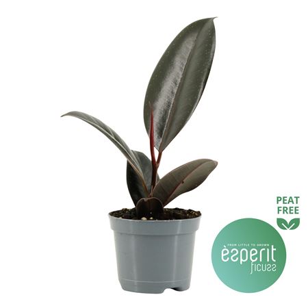Ficus El Abidjan