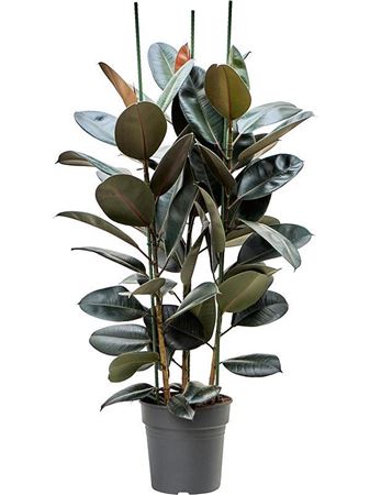 Ficus El Abidjan 3pp