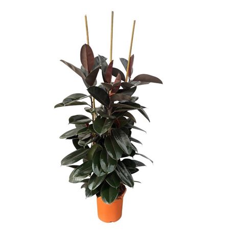 Ficus El Abidjan 3pp