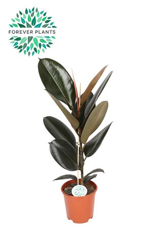 Ficus El Abidjan