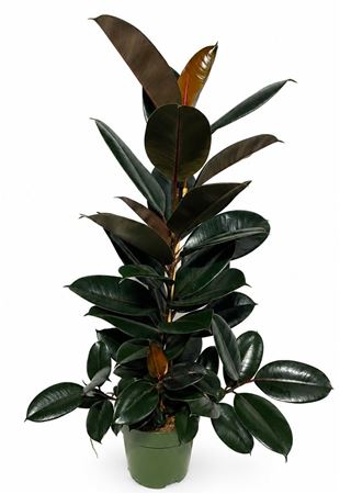 Ficus Abidjan Clump